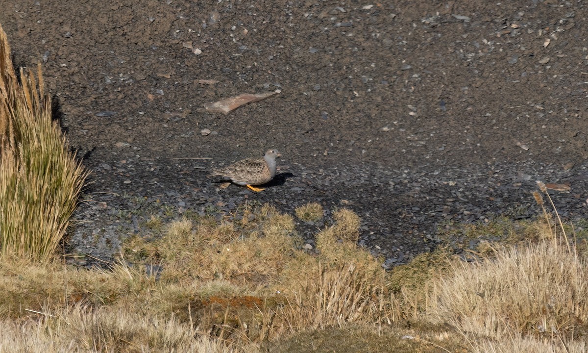 Gray-breasted Seedsnipe - ML643407155