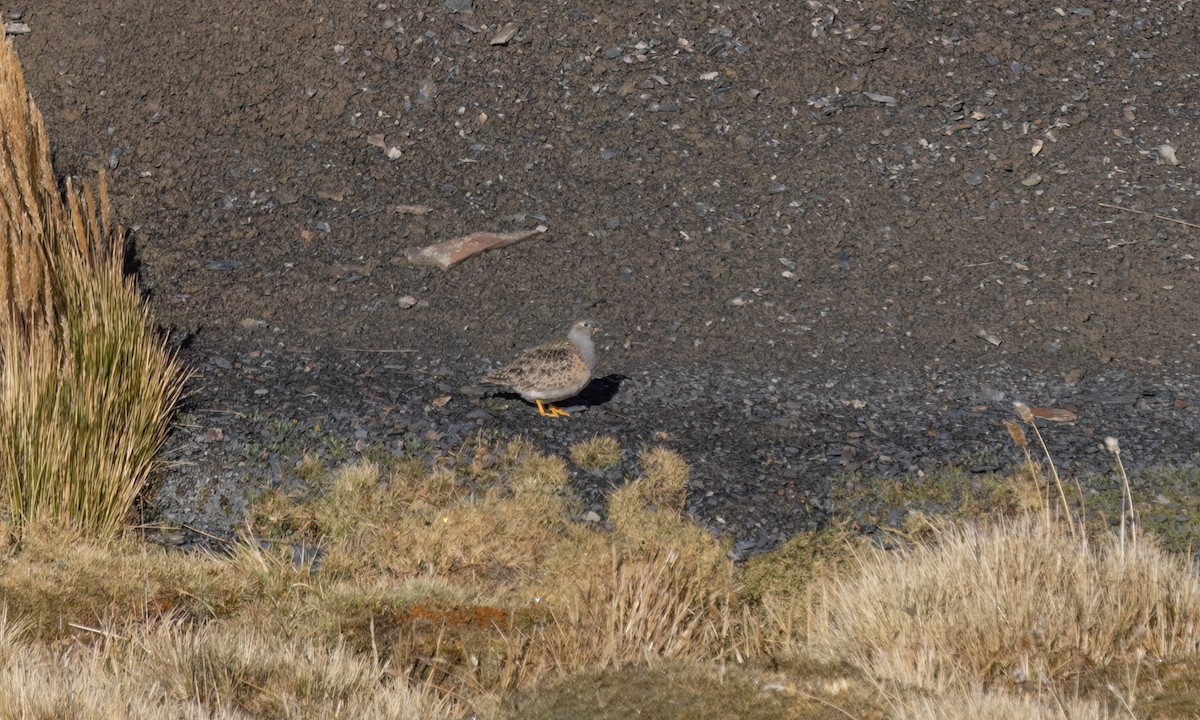 Gray-breasted Seedsnipe - ML643407156