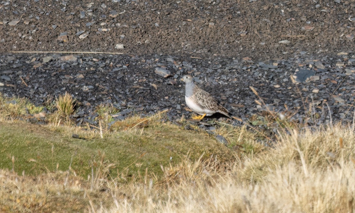 Gray-breasted Seedsnipe - ML643407157