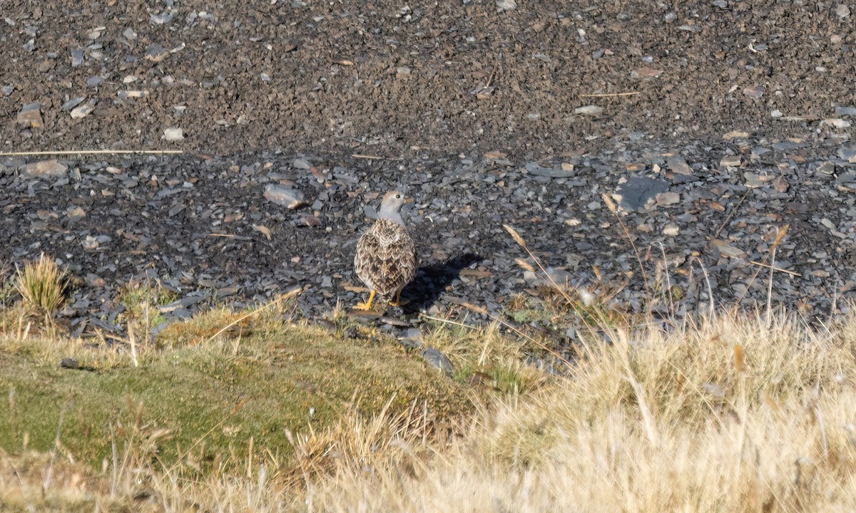 Gray-breasted Seedsnipe - ML643407158