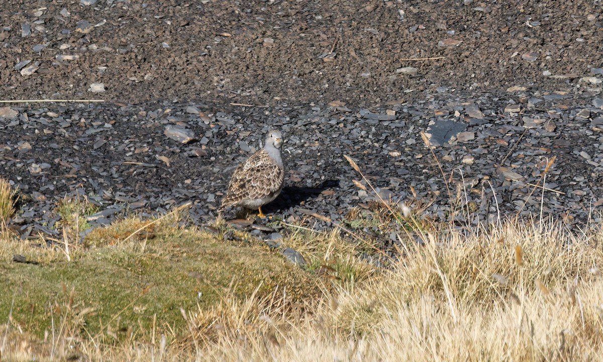 Gray-breasted Seedsnipe - ML643407159