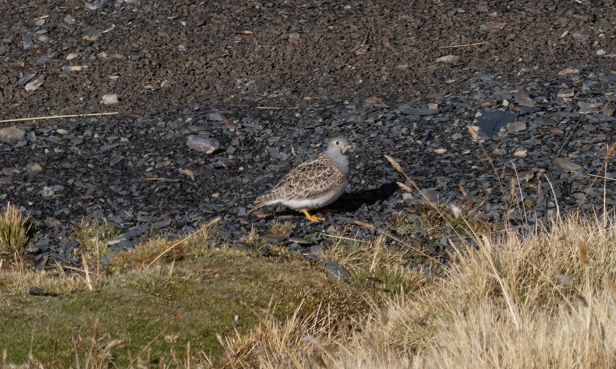 Gray-breasted Seedsnipe - ML643407160
