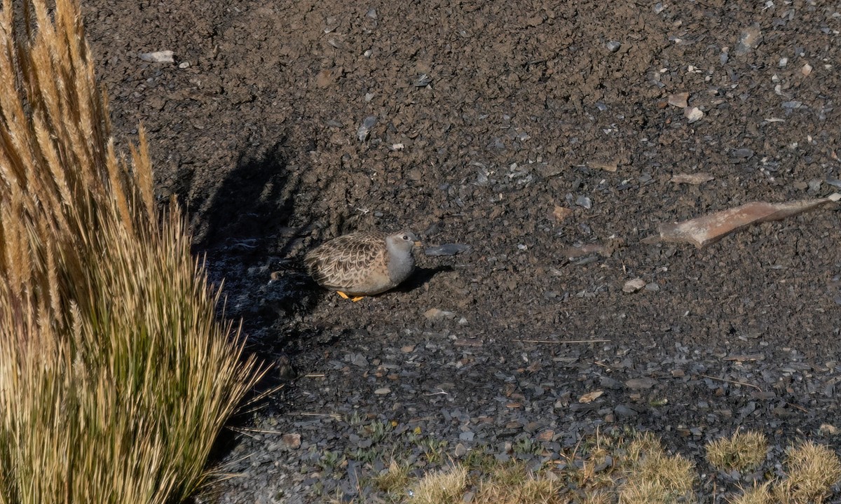 Gray-breasted Seedsnipe - ML643407161