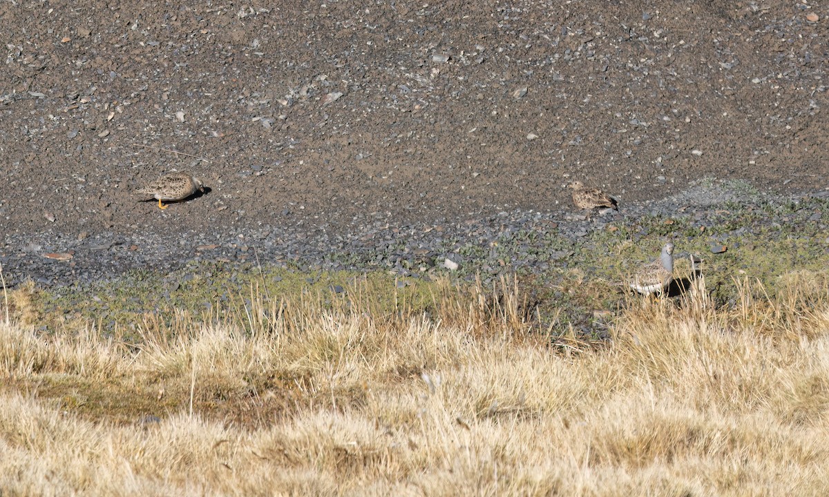 Gray-breasted Seedsnipe - ML643407163