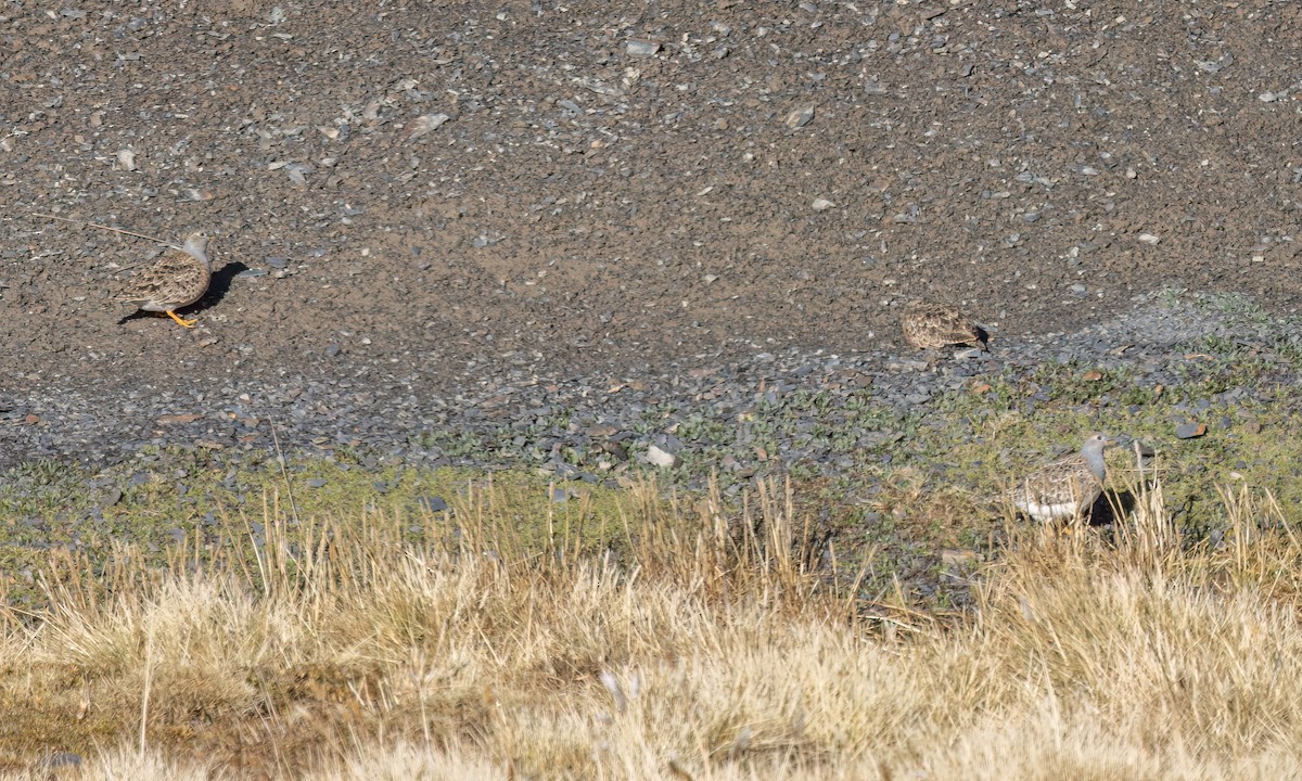 Gray-breasted Seedsnipe - ML643407164
