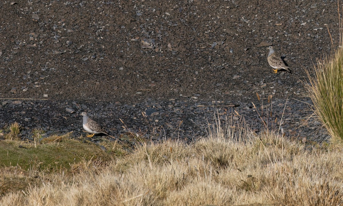 Gray-breasted Seedsnipe - ML643407165