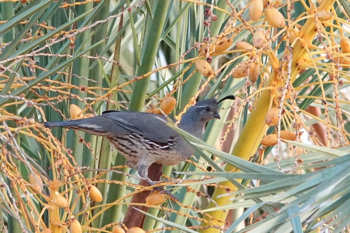 Gambel's Quail - ML643407225