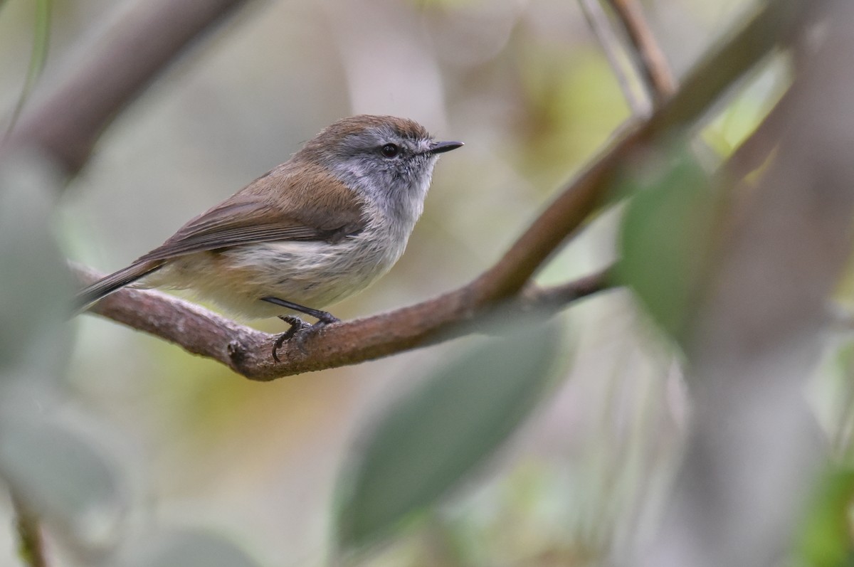 Brown Gerygone - ML643407245