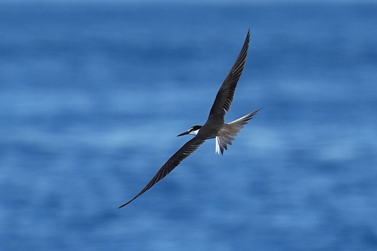 Bridled Tern - ML643407269