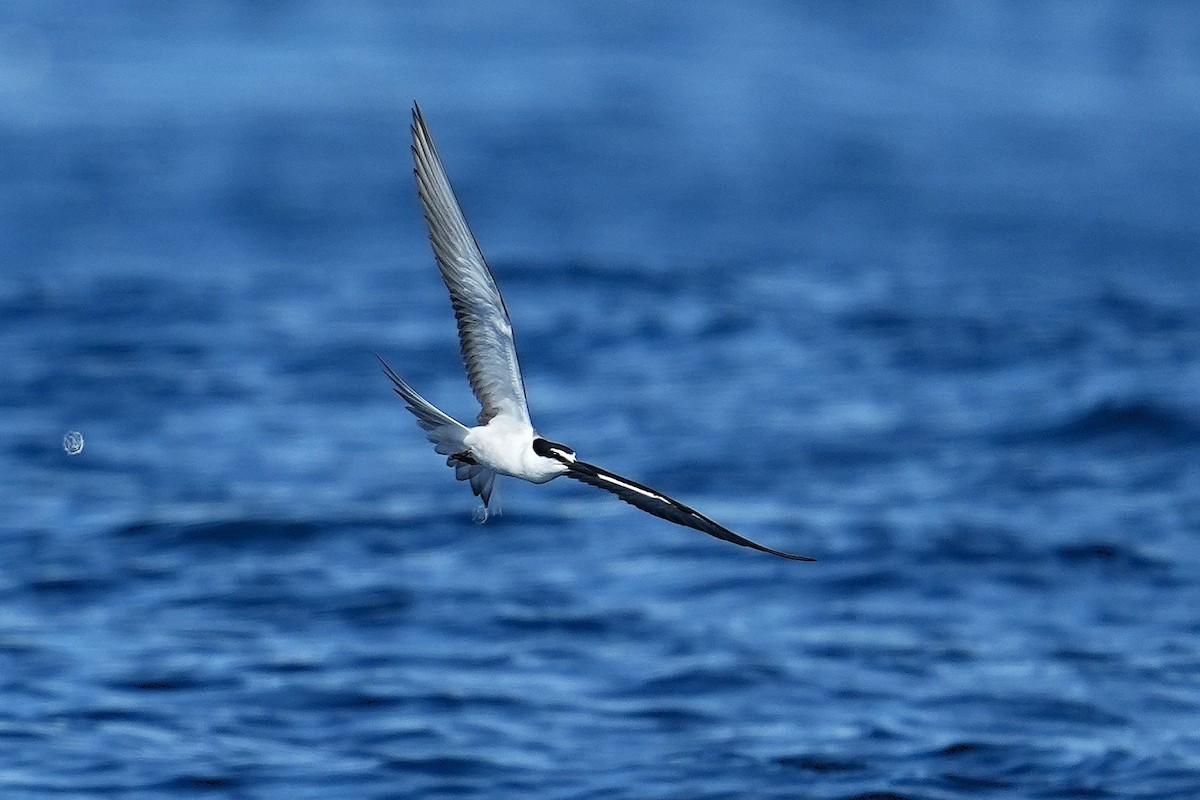 Bridled Tern - ML643407270