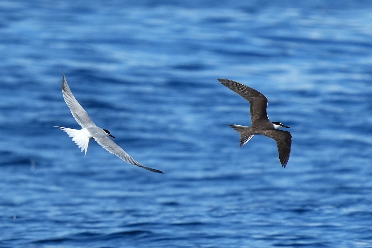 Bridled Tern - ML643407271