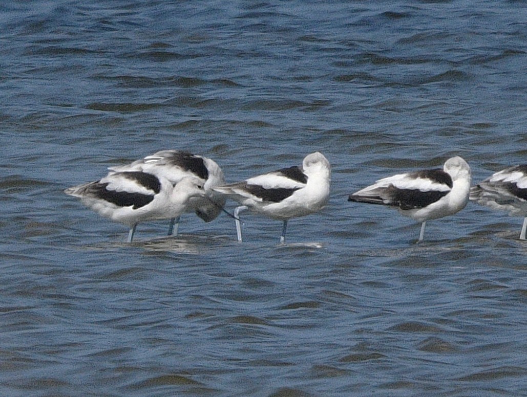 Avocette d'Amérique - ML643407273