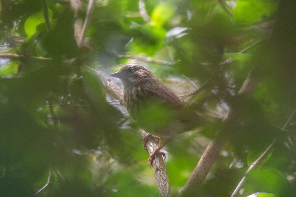 Song Sparrow - ML643407283