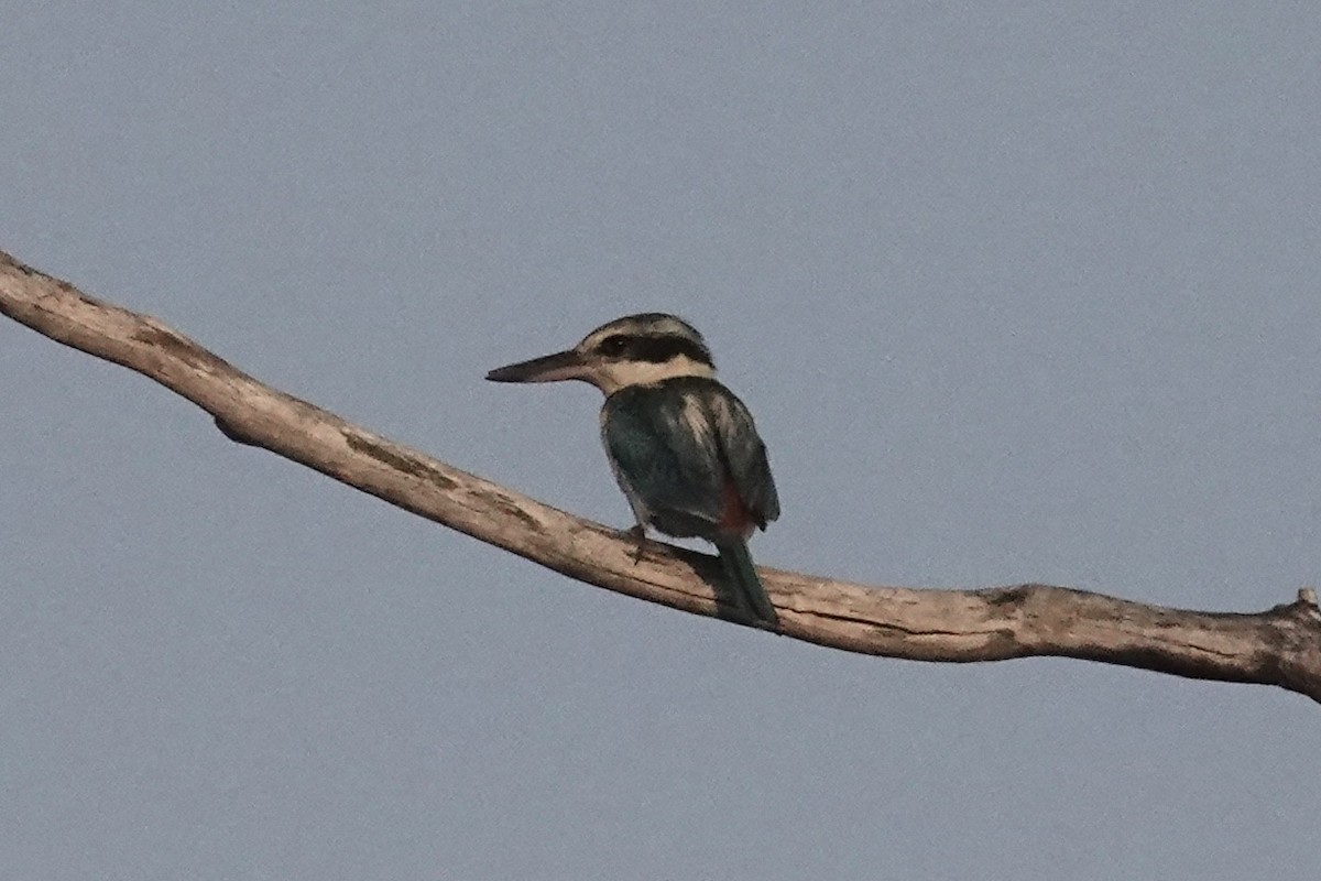 Red-backed Kingfisher - ML643407290