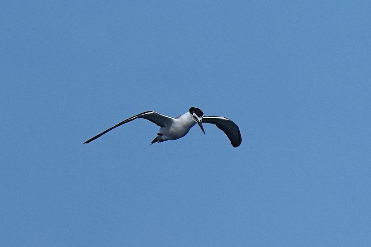 Bridled Tern - ML643407292