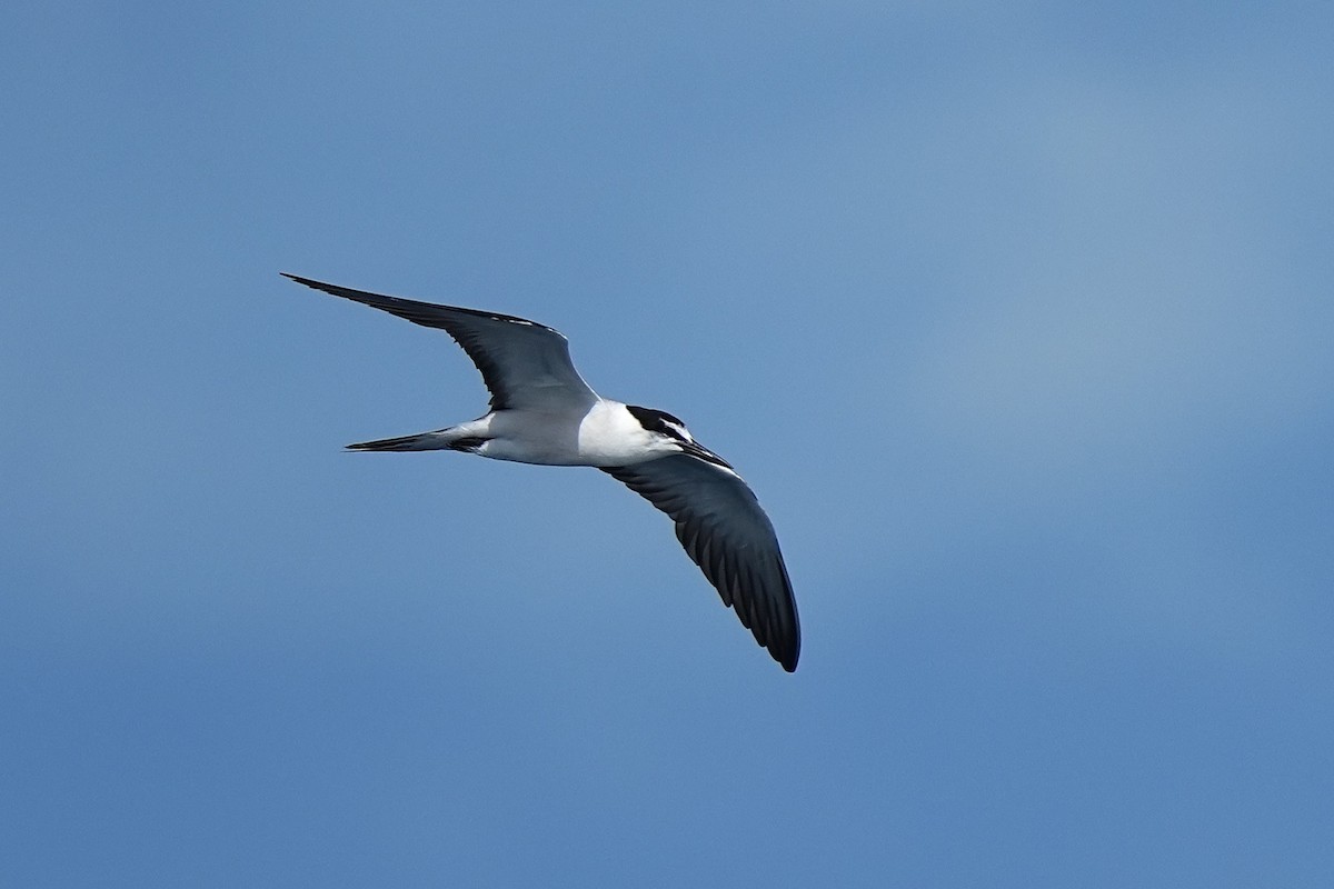 Bridled Tern - ML643407293