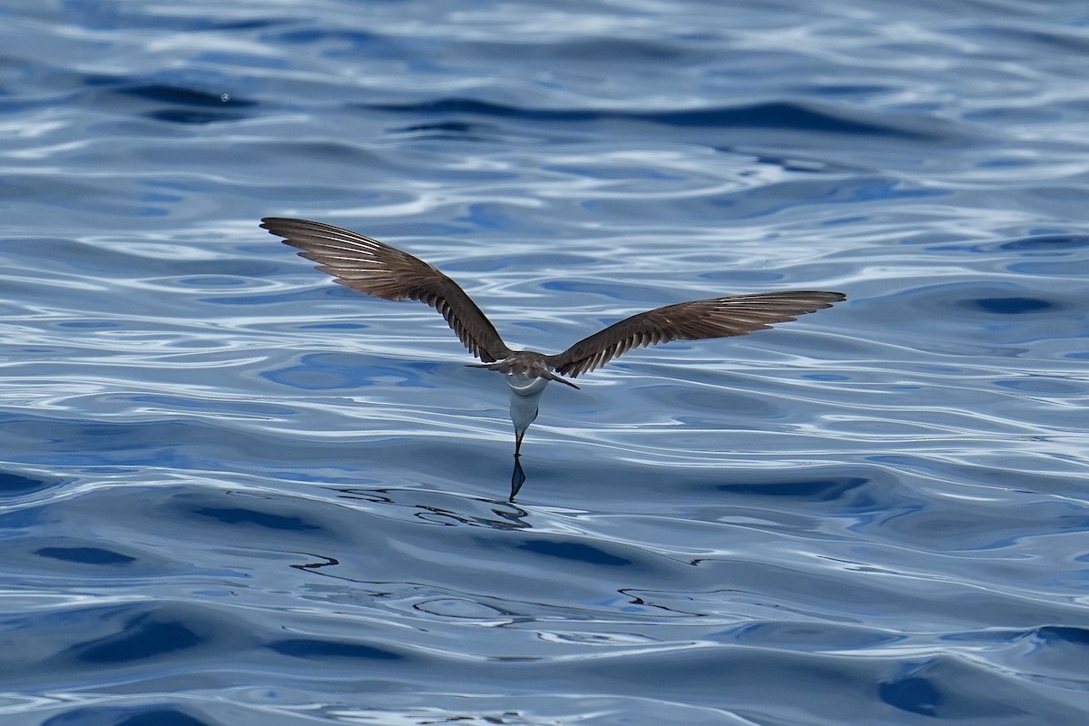 Bridled Tern - ML643407294
