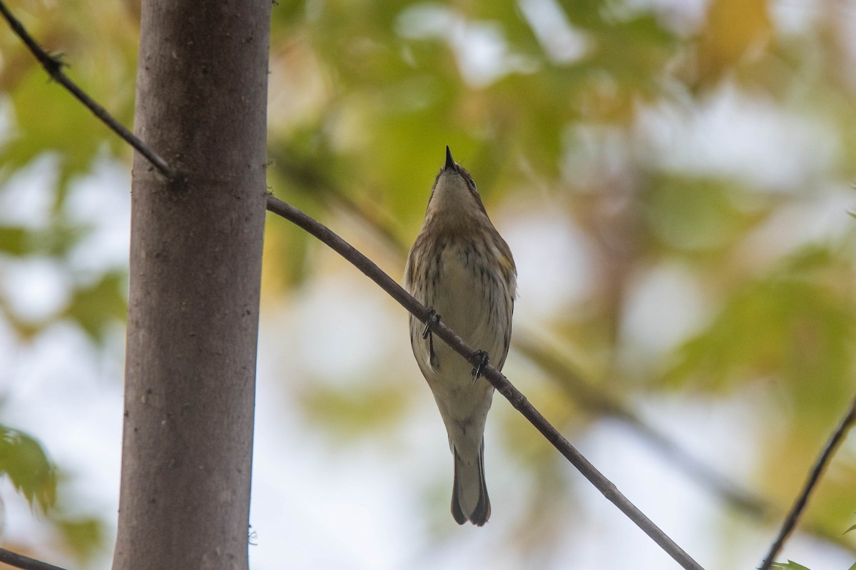 Yellow-rumped Warbler (Myrtle) - ML643407303