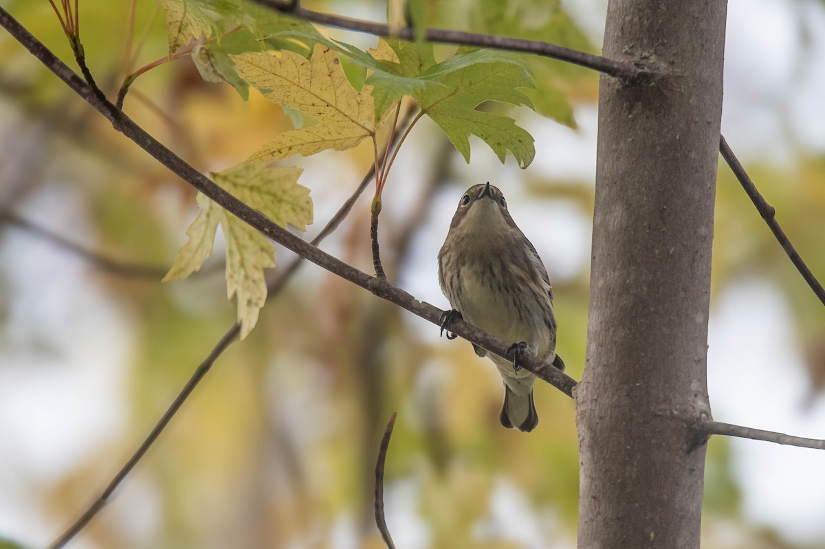 Yellow-rumped Warbler (Myrtle) - ML643407304
