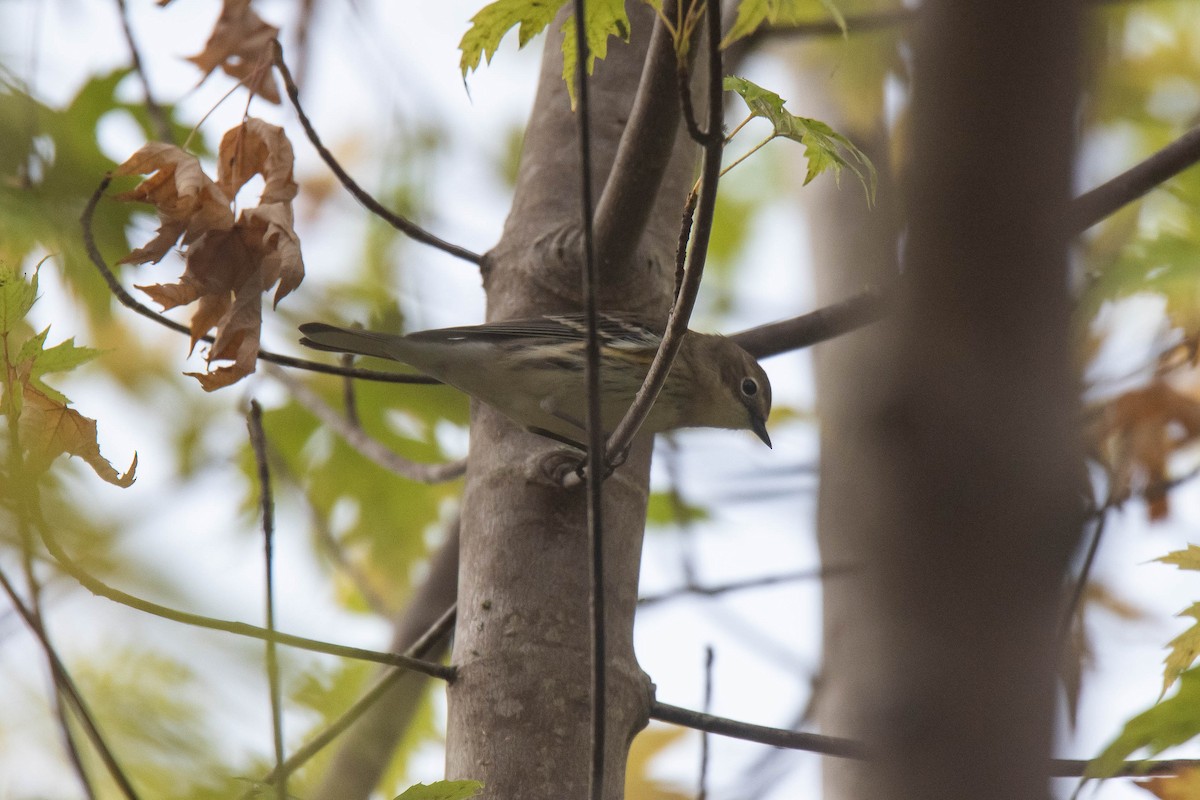 Yellow-rumped Warbler (Myrtle) - ML643407305