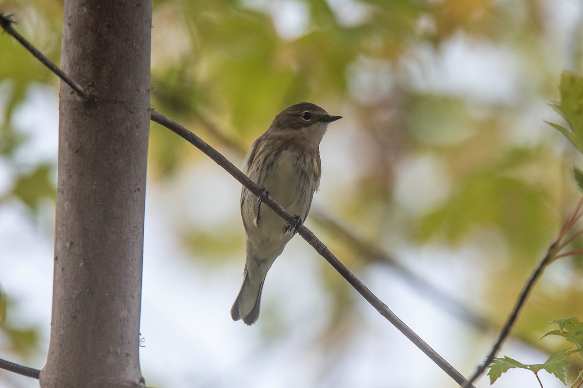 Yellow-rumped Warbler (Myrtle) - ML643407306