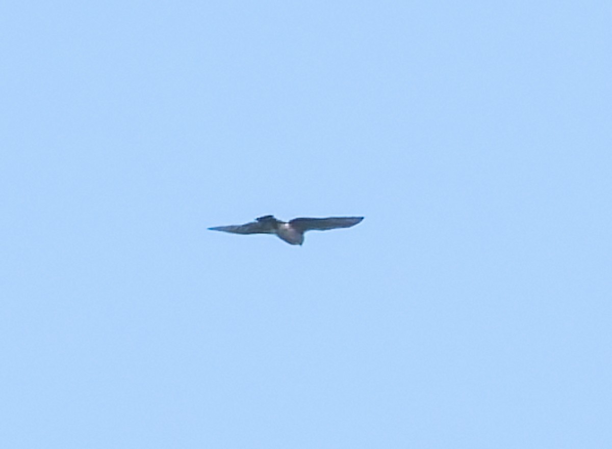 Aerospiza, Tachyspiza, Accipiter ou Astur sp. - ML643407307