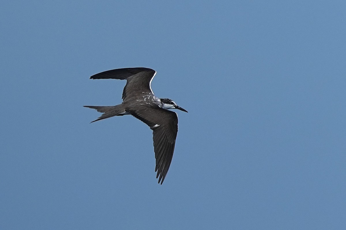 Bridled Tern - ML643407314