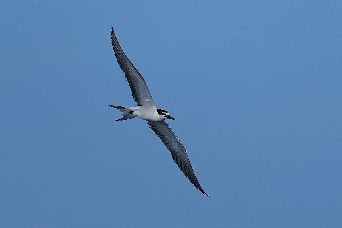 Bridled Tern - ML643407315