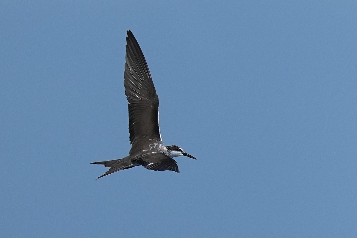 Bridled Tern - ML643407316