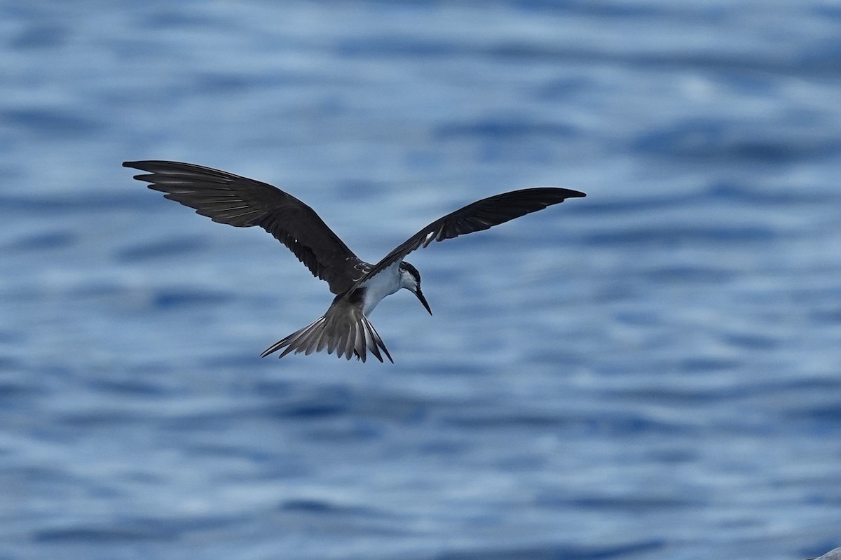 Bridled Tern - ML643407317