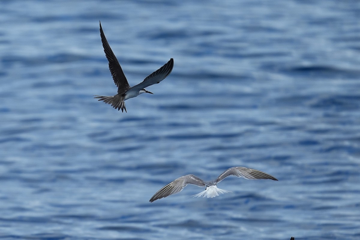 Bridled Tern - ML643407318