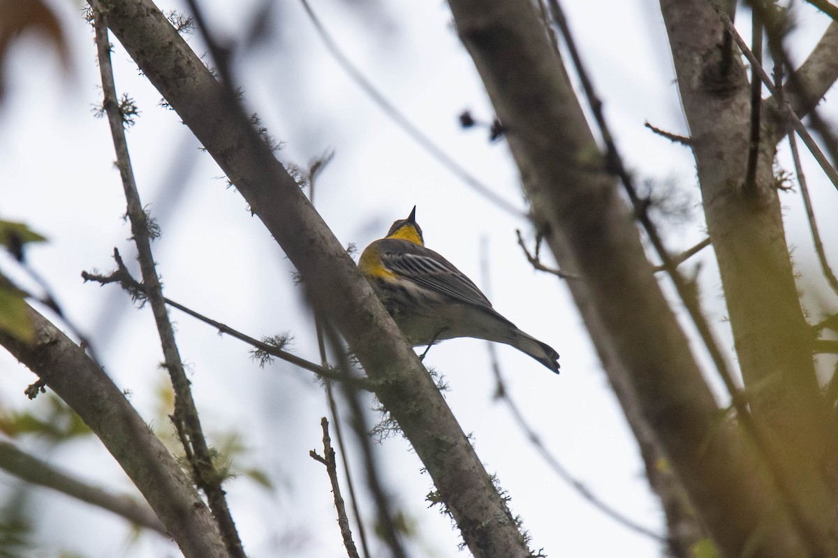 Yellow-rumped Warbler (Audubon's) - ML643407319