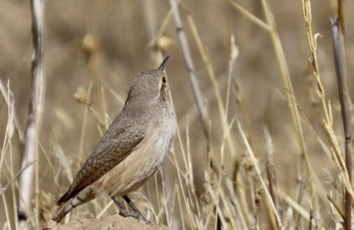 Rock Wren - ML643407321