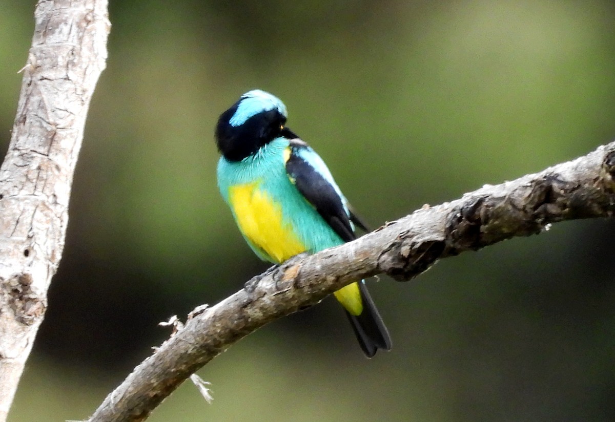 Black-faced Dacnis - ML643407323