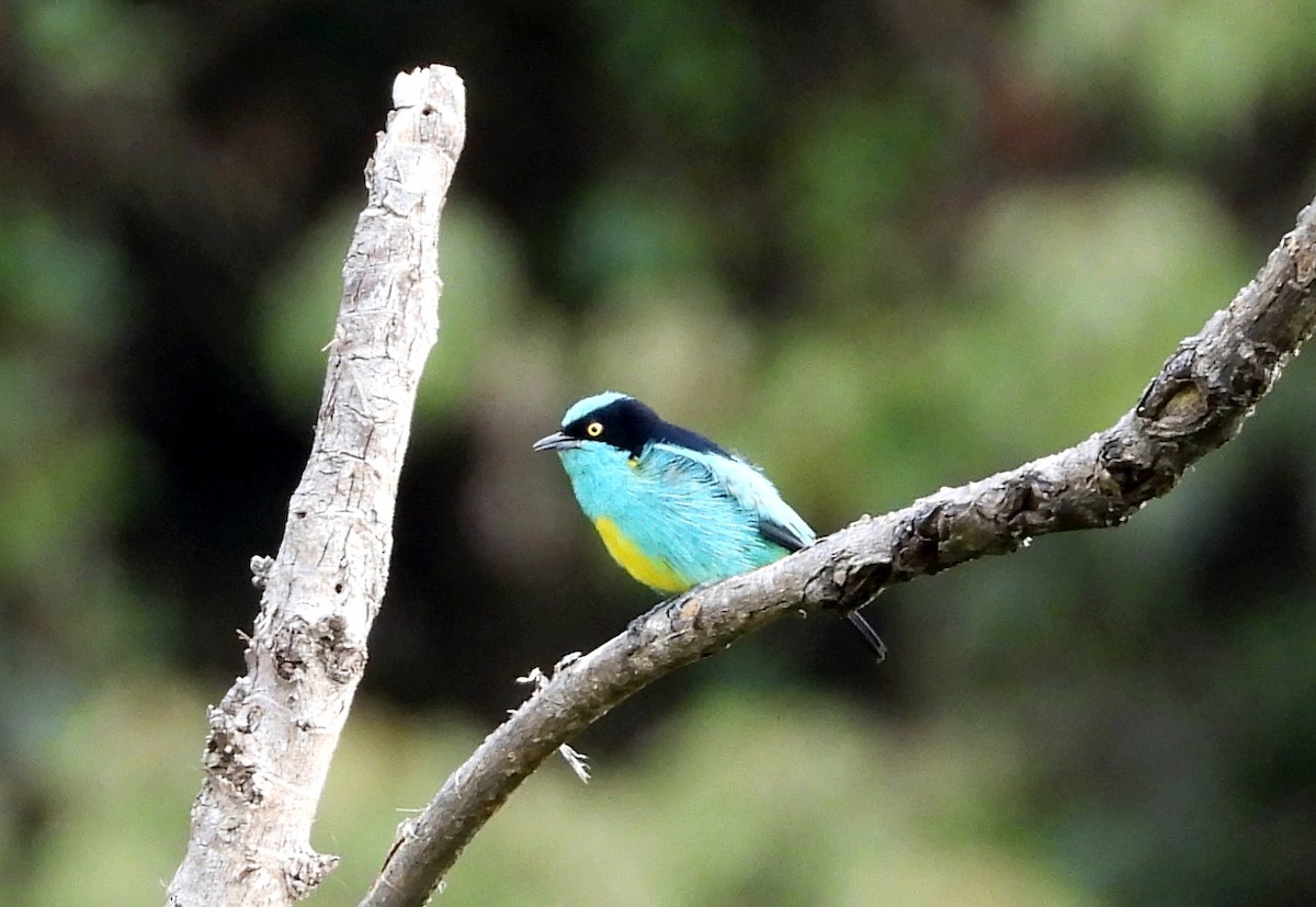 Black-faced Dacnis - ML643407324