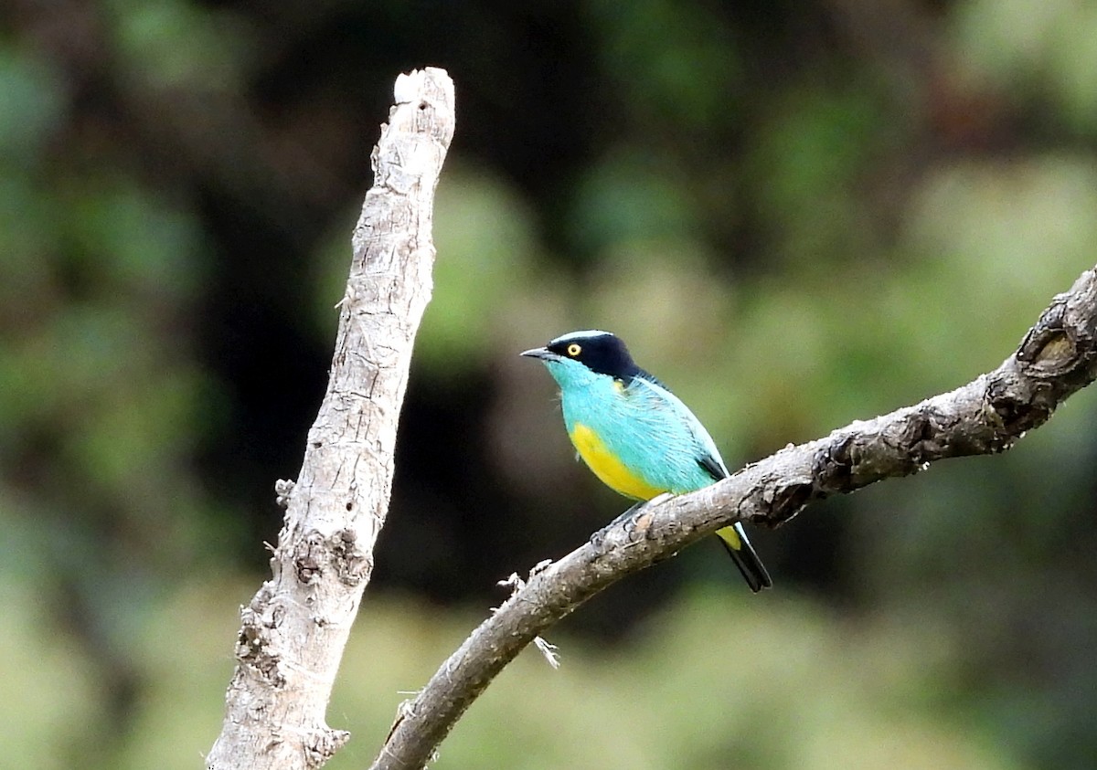 Black-faced Dacnis - ML643407325