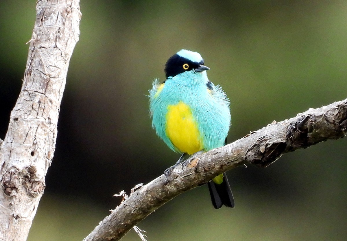 Black-faced Dacnis - ML643407326