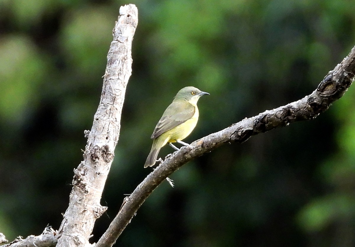 Black-faced Dacnis - ML643407327