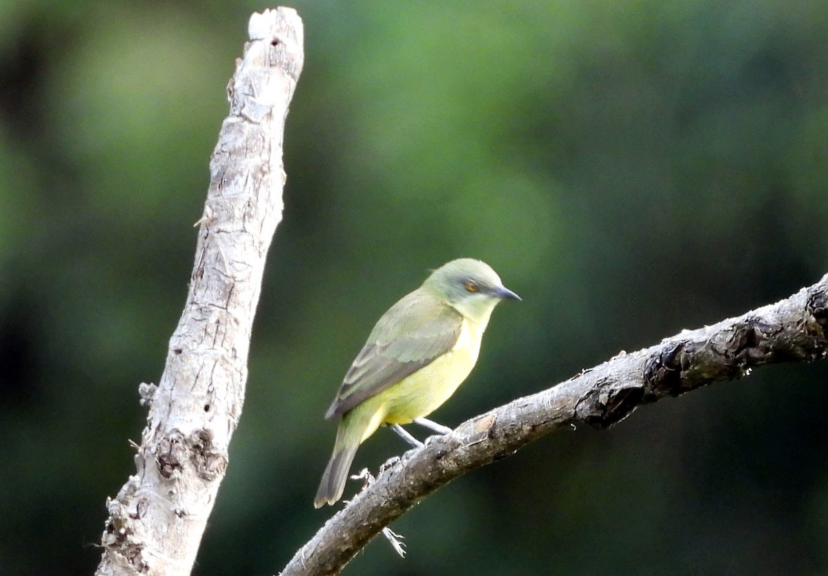 Black-faced Dacnis - ML643407329