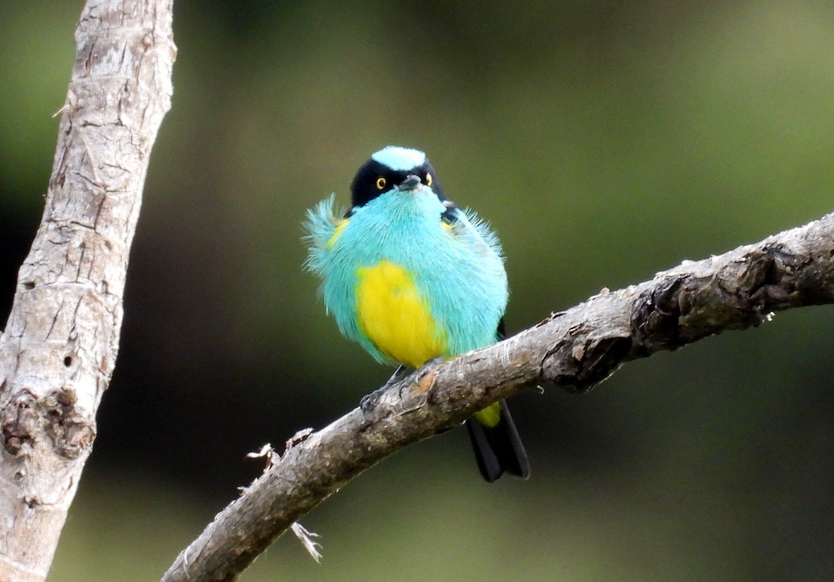 Black-faced Dacnis - ML643407330