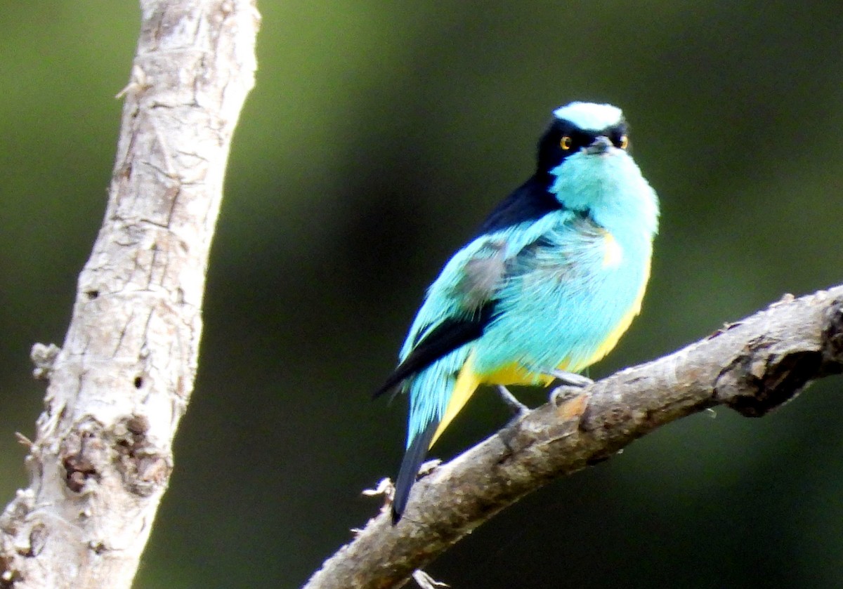 Black-faced Dacnis - ML643407332