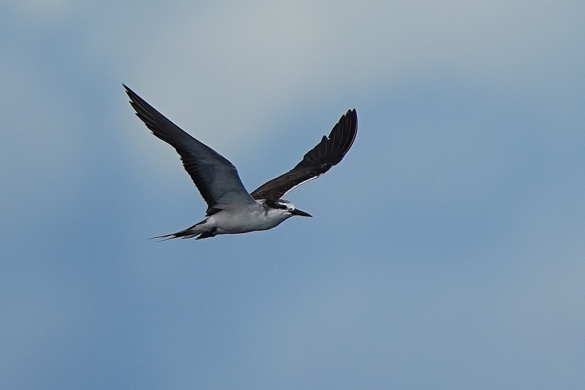 Bridled Tern - ML643407345