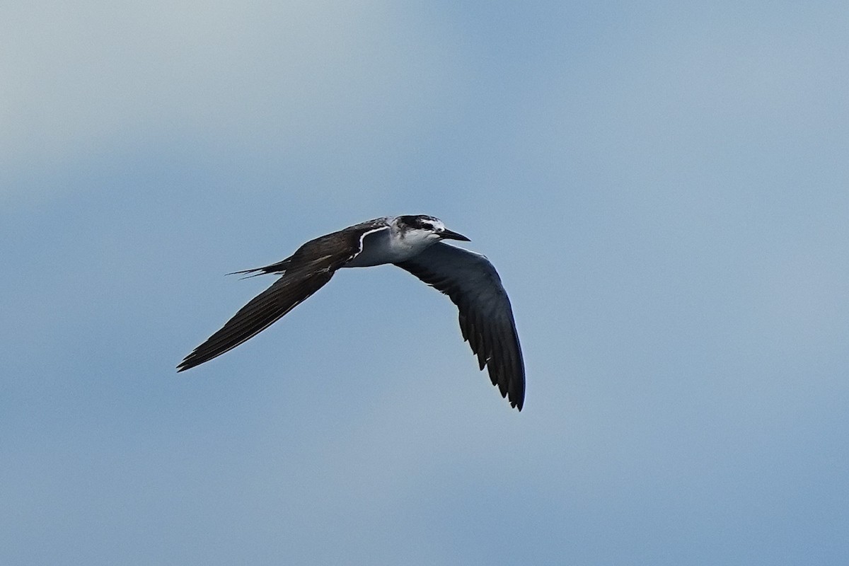 Bridled Tern - ML643407346