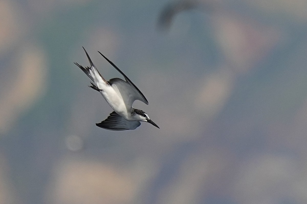 Bridled Tern - ML643407347