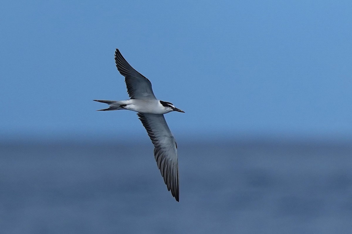 Bridled Tern - ML643407348