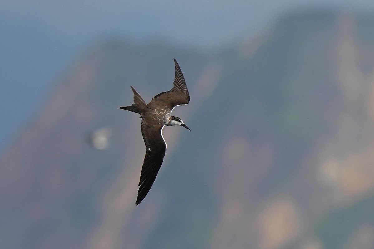 Bridled Tern - ML643407349