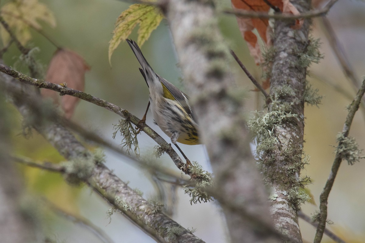 Townsend's Warbler - ML643407350