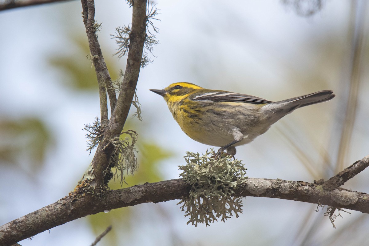 Townsend's Warbler - ML643407351