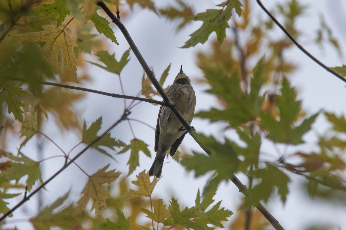Yellow-rumped Warbler (Myrtle) - ML643407363
