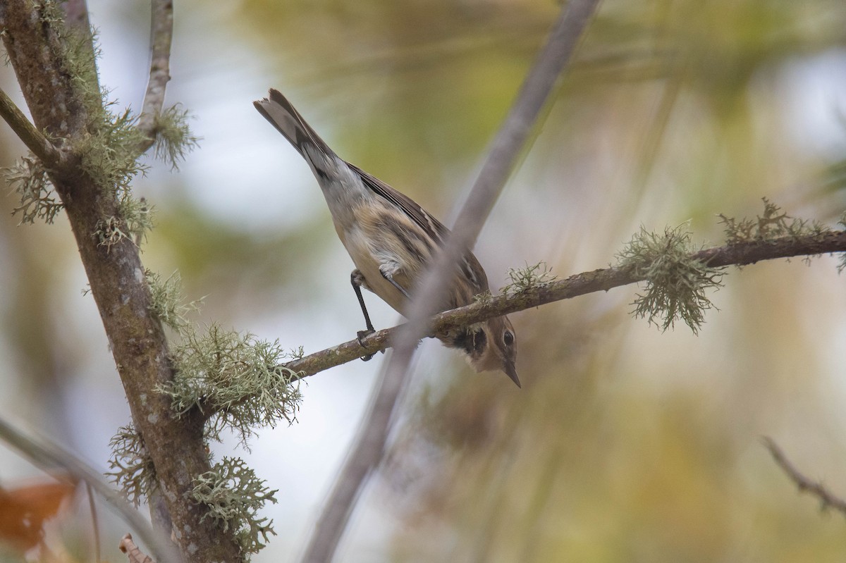 Yellow-rumped Warbler (Myrtle) - ML643407364
